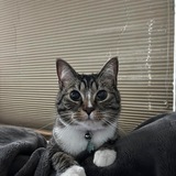 Entry image for Ziggy Stardust 