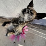 Entry image for Randy