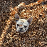 Entry image for Winston 