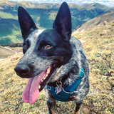 Entry image for Huck