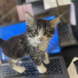 Entry image for Scout