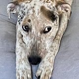 Entry image for Fiona