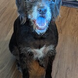 Entry image for Maple