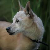 Entry image for Chuck