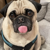 Entry image for Bean