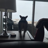 Entry image for Bella 