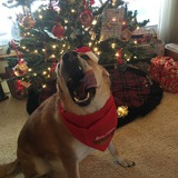 Entry image for Roxy