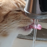 Entry image for Charlie