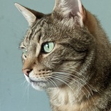 Entry image for Simba