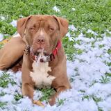 Entry image for Tater Tot