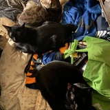 Entry image for Norton, Ramus and Midnight