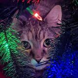 Entry image for Linus