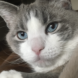 Entry image for Rudy