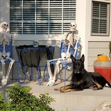 Entry image for Lobo