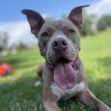 Entry image for Jojo