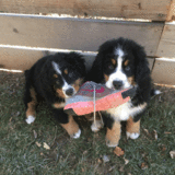 Entry image for Oona & Hugo (sister and brother)