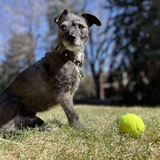 Entry image for Dieter