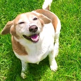 Entry image for Happy