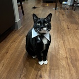 Entry image for Alfred