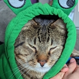 Entry image for Tombo