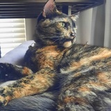 Entry image for Georgia 