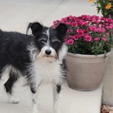 Entry image for Sassy