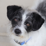 Entry image for Bronco