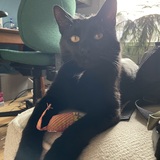 Entry image for Bob!