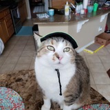 Entry image for Kody