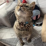 Entry image for Killian