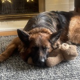 Entry image for Raven