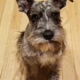 Entry image for Luca