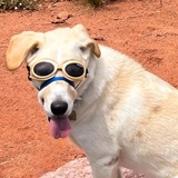 Entry image for Flat Stanley Zeke