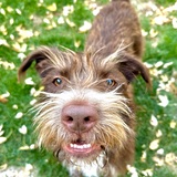 Entry image for Louie