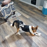 Entry image for Juno