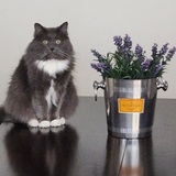 Entry image for Charley 