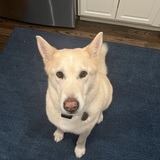 Entry image for Buddy