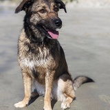 Entry image for Rutabaga 