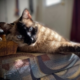 Entry image for A'Gra  (Aggie)