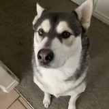 Entry image for Zeus