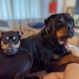 Entry image for Flynn and Odin