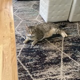 Entry image for Louie