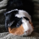 Entry image for Sammy