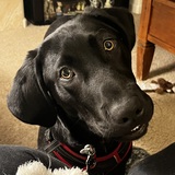 Entry image for Fergus