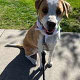 Entry image for Brody