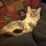 Entry image for Daisy