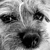 Entry image for Aggie