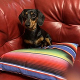 Entry image for Kali