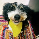 Entry image for Cricket