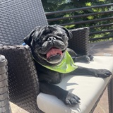Entry image for Buddha (Booty the Pirate Pug)